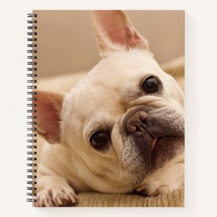 Niedliche Kleintiere   French Bulldog Head Tilt Notizbuch