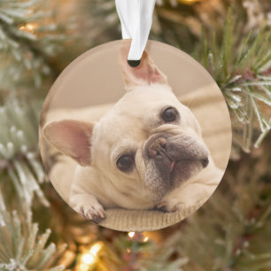 Niedliche Kleintiere   French Bulldog Head Tilt Ornament