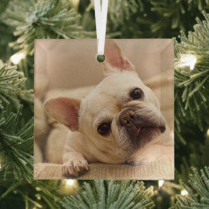 Niedliche Kleintiere   French Bulldog Head Tilt Ornament Aus Glas