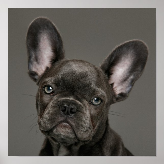 Niedliche Kleintiere | French Bulldog Poster (Vorne)