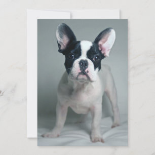 Niedliche Kleintiere   French Bulldog Puppy Dankeskarte