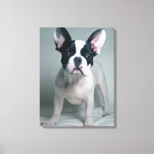 Niedliche Kleintiere French Bulldog Puppy Leinwanddruck