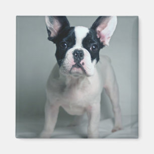 Niedliche Kleintiere French Bulldog Puppy Magnet