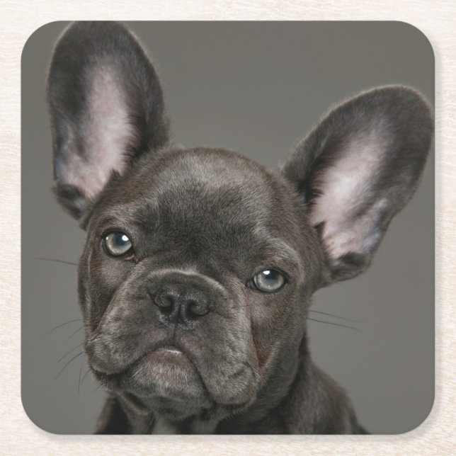 Niedliche Kleintiere | French Bulldog Rechteckiger Pappuntersetzer (Vorderseite)