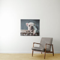 Niedliche Kleintiere | French Bulldog
