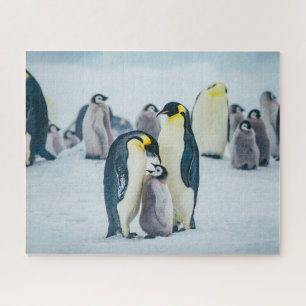 Niedliche Kleintiere Fütternd Baby Pinguin