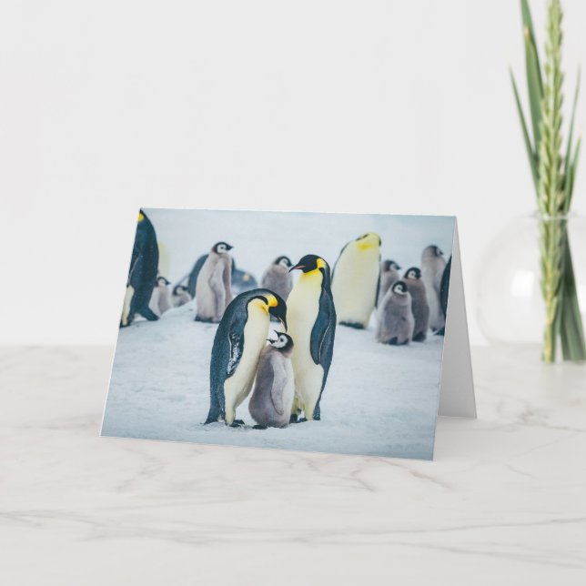 Niedliche Kleintiere | Fütternd Baby Pinguin Karte (Vorderseite)