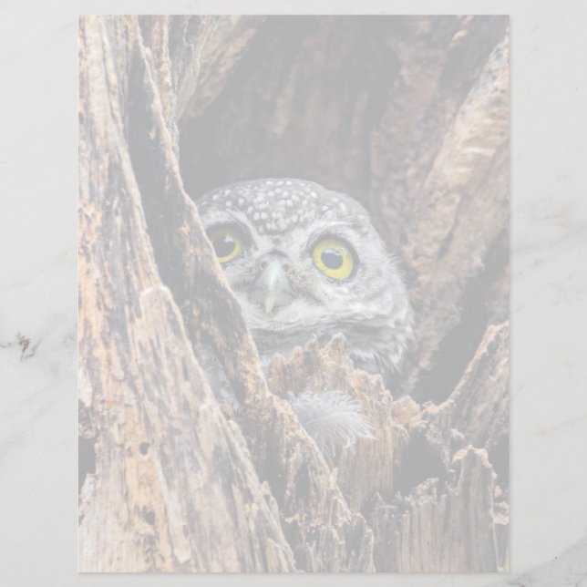 Niedliche Kleintiere | Gepunktete Owlet (Vorderseite)