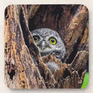 Niedliche Kleintiere Gepunktete Owlet Getränkeuntersetzer