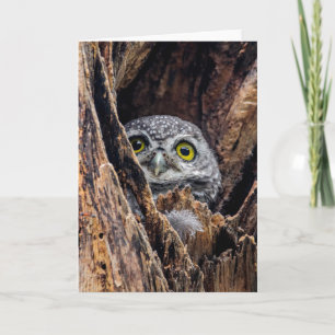 Niedliche Kleintiere   Gepunktete Owlet Karte