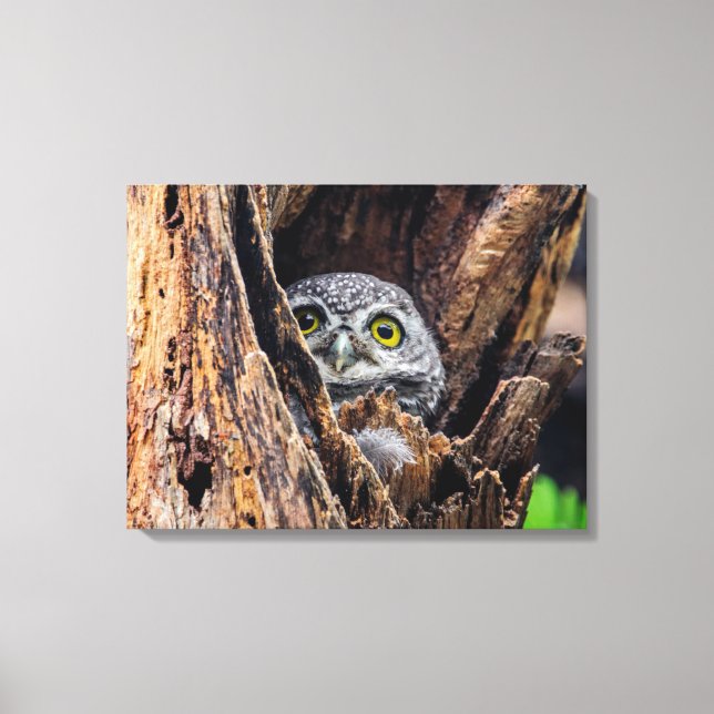 Niedliche Kleintiere | Gepunktete Owlet Leinwanddruck (Vorderseite)