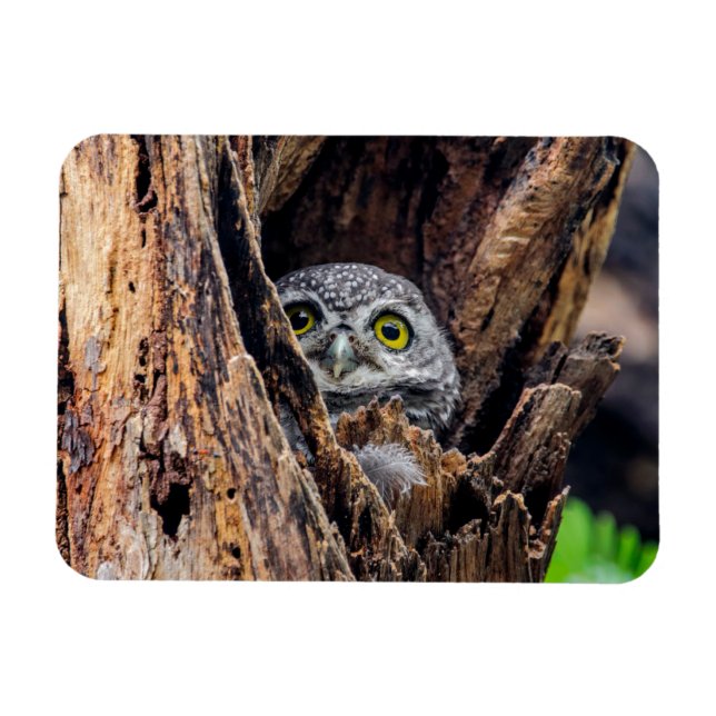 Niedliche Kleintiere | Gepunktete Owlet Magnet (Horizontal)