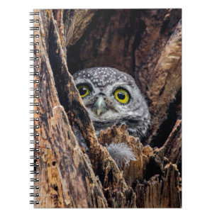 Niedliche Kleintiere Gepunktete Owlet Notizblock