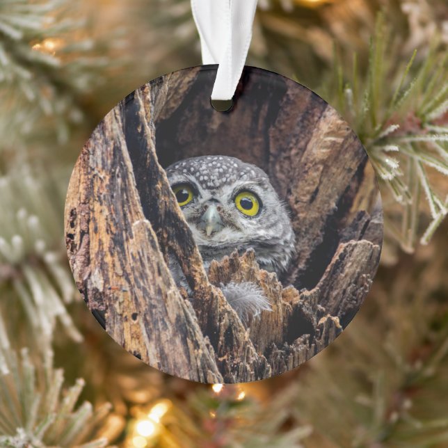 Niedliche Kleintiere | Gepunktete Owlet Ornament (Baum)
