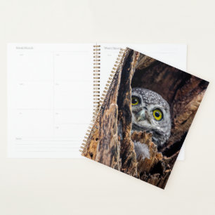 Niedliche Kleintiere Gepunktete Owlet Planer