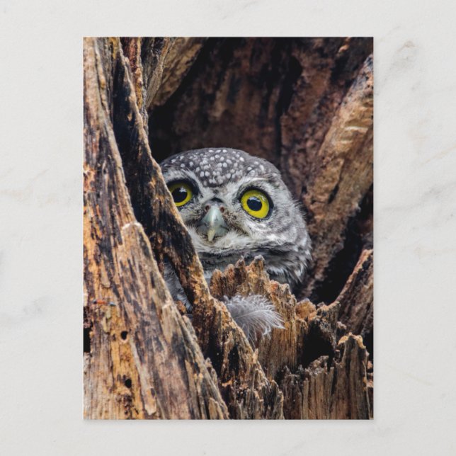 Niedliche Kleintiere | Gepunktete Owlet Postkarte (Vorderseite)