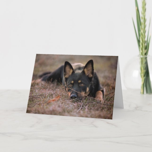 Niedliche Kleintiere | German Shepherd Puppy Karte (Vorderseite)