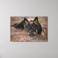 Niedliche Kleintiere | German Shepherd Puppy