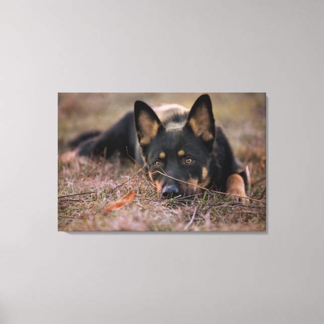 Niedliche Kleintiere | German Shepherd Puppy Leinwanddruck (Vorderseite)
