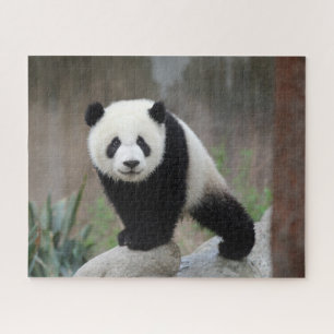 Niedliche Kleintiere Giant Panda Baby