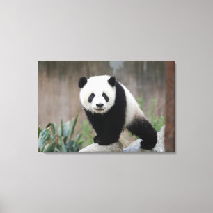 Niedliche Kleintiere Giant Panda Baby Leinwanddruck
