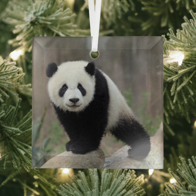 Niedliche Kleintiere | Giant Panda Baby Ornament Aus Glas (Insitu)