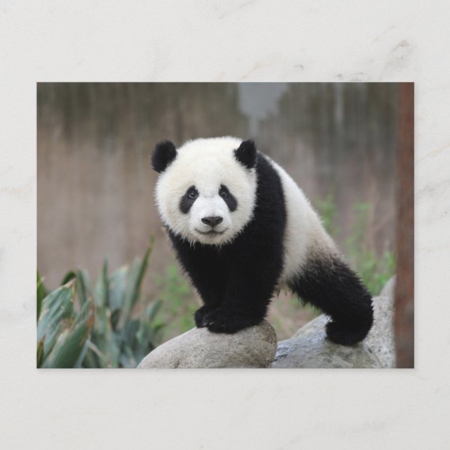 Niedliche Kleintiere | Giant Panda Baby Postkarte (Vorderseite)