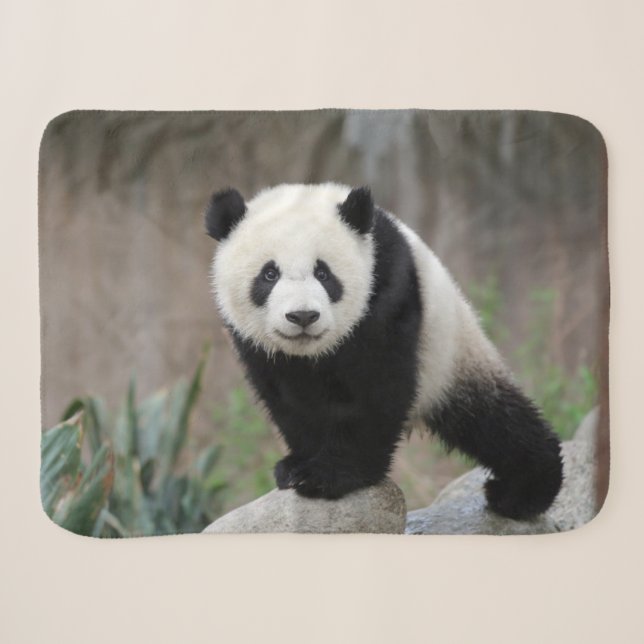 Niedliche Kleintiere | Giant Panda Baby Sherpadecke (Vorderseite (Horizontal))