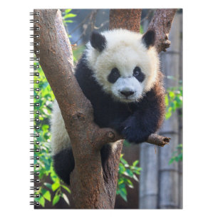 Niedliche Kleintiere   Giant Panda Cub Notizblock
