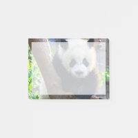 Niedliche Kleintiere | Giant Panda Cub