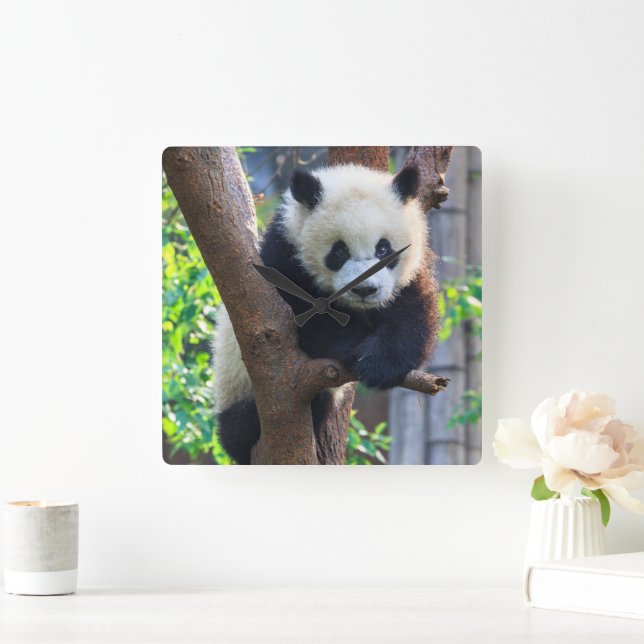 Niedliche Kleintiere | Giant Panda Cub Quadratische Wanduhr (Zuhause)