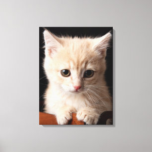 Niedliche Kleintiere   Ginger Kitten Leinwanddruck