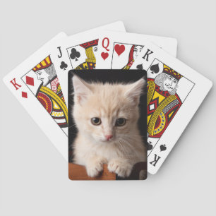 Niedliche Kleintiere   Ginger Kitten Spielkarten