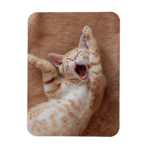 Niedliche Kleintiere Ginger Kitten Yawning Magnet
