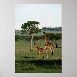 Niedliche Kleintiere   Giraffe Calf & Mama Poster