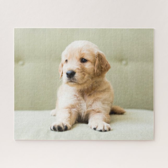 Niedliche Kleintiere | Golden Retriever Puppy (Horizontal)