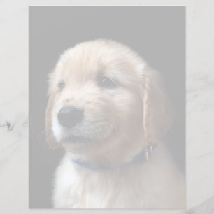 Niedliche Kleintiere   Golden Retriever Puppy