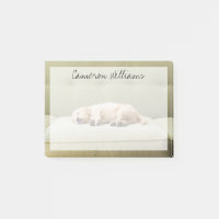 Niedliche Kleintiere | Golden Retriever Puppy 2