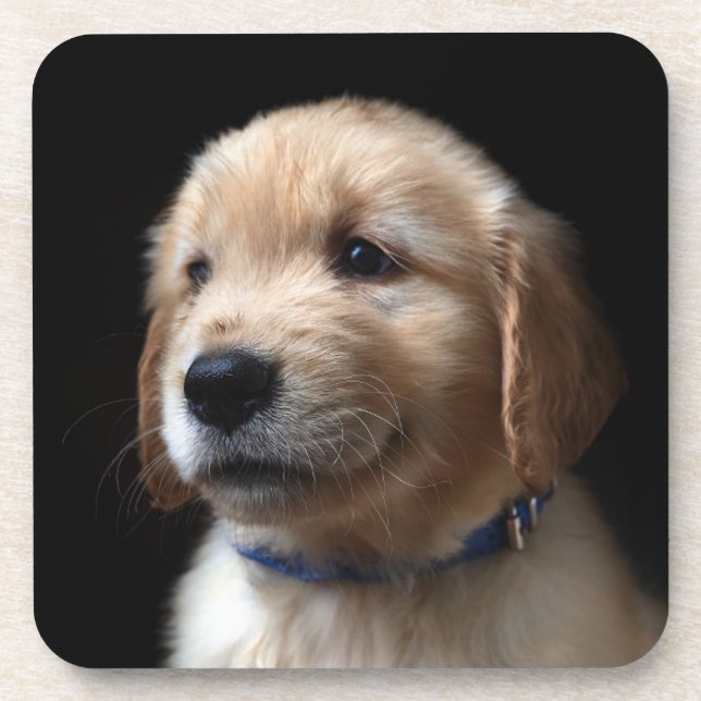 Niedliche Kleintiere | Golden Retriever Puppy Getränkeuntersetzer (Vorderseite)