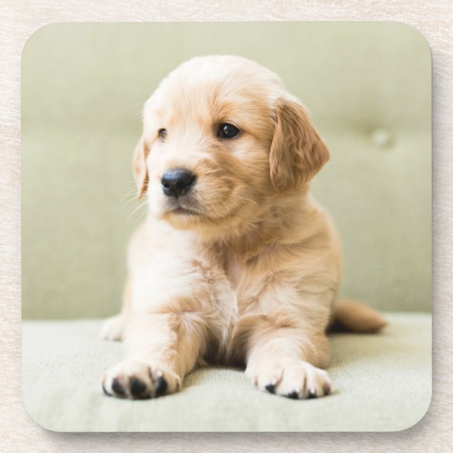 Niedliche Kleintiere | Golden Retriever Puppy Getränkeuntersetzer (Vorderseite)