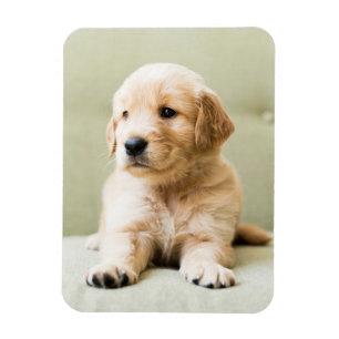 Niedliche Kleintiere   Golden Retriever Puppy Magnet