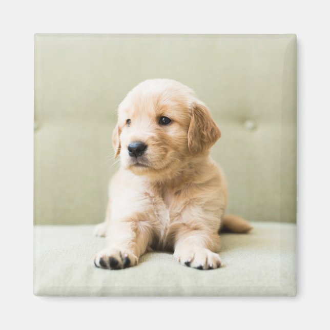 Niedliche Kleintiere | Golden Retriever Puppy Magnet (Vorne)