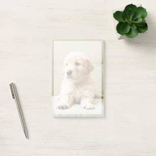 Niedliche Kleintiere   Golden Retriever Puppy Post-it Klebezettel