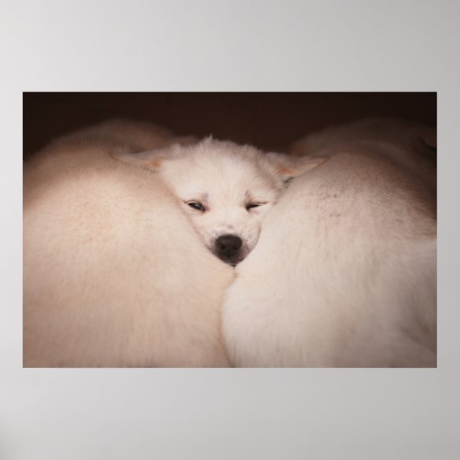 Niedliche Kleintiere | Golden Retriever Snuggg Poster (Vorne)