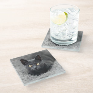 Niedliche Kleintiere   Graue Katze Glasuntersetzer