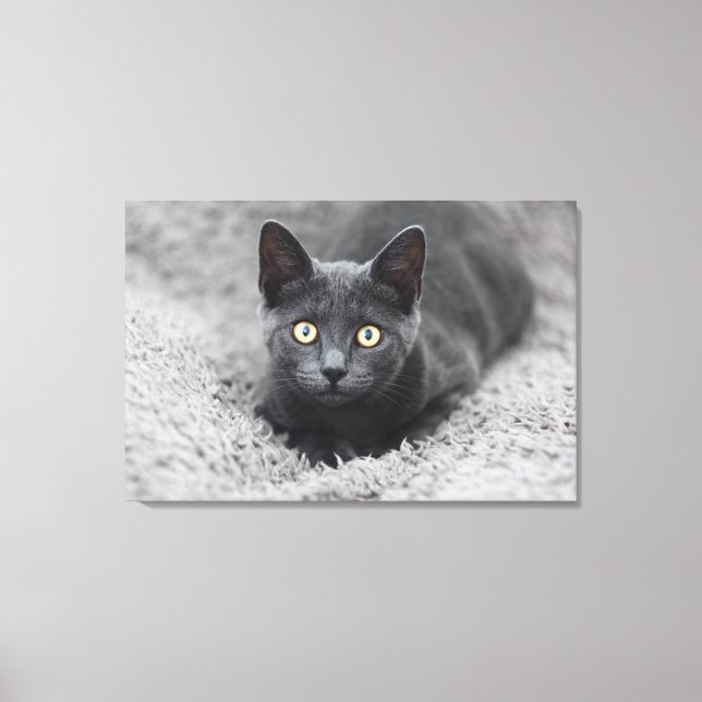 Niedliche Kleintiere | Graue Katze Leinwanddruck (Vorderseite)