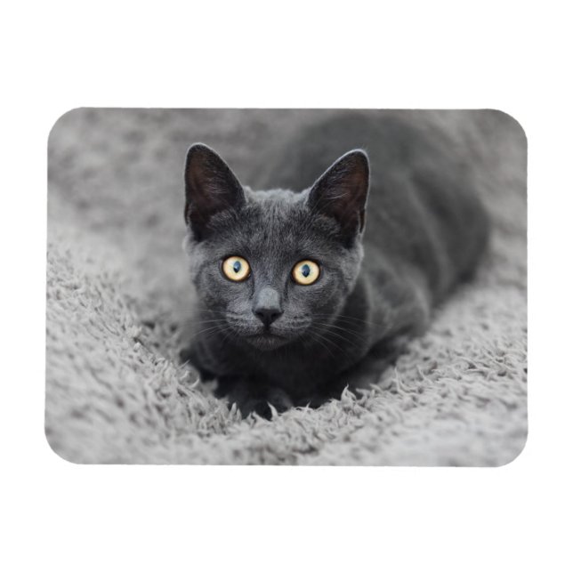 Niedliche Kleintiere | Graue Katze Magnet (Horizontal)