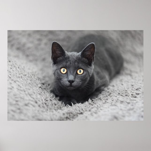 Niedliche Kleintiere | Graue Katze Poster (Vorne)