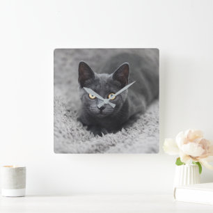Niedliche Kleintiere   Graue Katze Quadratische Wanduhr