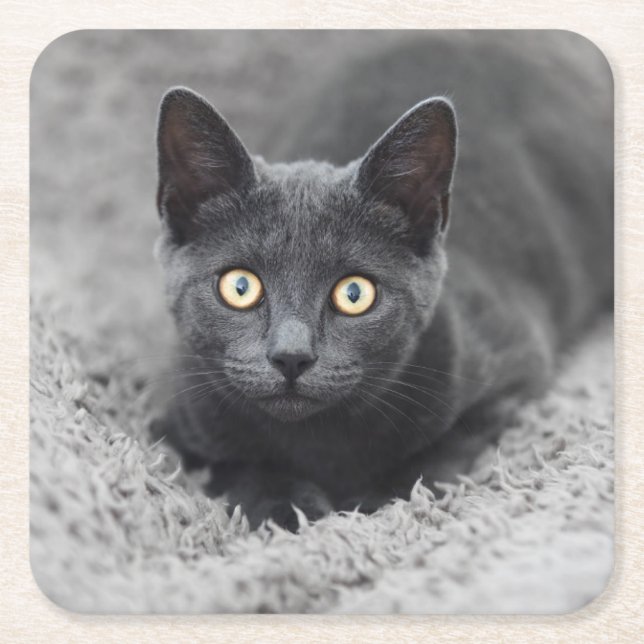 Niedliche Kleintiere | Graue Katze Rechteckiger Pappuntersetzer (Vorderseite)